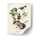 Pl 40 Redstart Americano - John James Audubon | Cuadro decorativo de Canvas Lab
