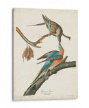 Pl 62 Pigeon De Pasajeros - John James Audubon | Cuadro decorativo de Canvas Lab