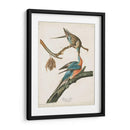 Pl 62 Pigeon De Pasajeros - John James Audubon | Cuadro decorativo de Canvas Lab