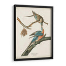 Pl 62 Pigeon De Pasajeros - John James Audubon | Cuadro decorativo de Canvas Lab