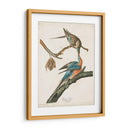 Pl 62 Pigeon De Pasajeros - John James Audubon | Cuadro decorativo de Canvas Lab