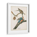 Pl 62 Pigeon De Pasajeros - John James Audubon | Cuadro decorativo de Canvas Lab