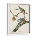 Pl 62 Pigeon De Pasajeros - John James Audubon | Cuadro decorativo de Canvas Lab