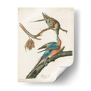Pl 62 Pigeon De Pasajeros - John James Audubon | Cuadro decorativo de Canvas Lab