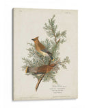 Pl 43 Cedro Pájaro - John James Audubon | Cuadro decorativo de Canvas Lab