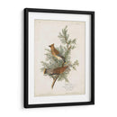 Pl 43 Cedro Pájaro - John James Audubon | Cuadro decorativo de Canvas Lab