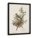 Pl 43 Cedro Pájaro - John James Audubon | Cuadro decorativo de Canvas Lab