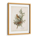 Pl 43 Cedro Pájaro - John James Audubon | Cuadro decorativo de Canvas Lab