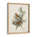 Pl 43 Cedro Pájaro - John James Audubon | Cuadro decorativo de Canvas Lab