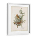 Pl 43 Cedro Pájaro - John James Audubon | Cuadro decorativo de Canvas Lab