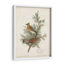 Pl 43 Cedro Pájaro - John James Audubon | Cuadro decorativo de Canvas Lab