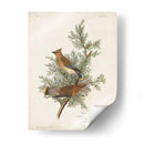Pl 43 Cedro Pájaro - John James Audubon | Cuadro decorativo de Canvas Lab