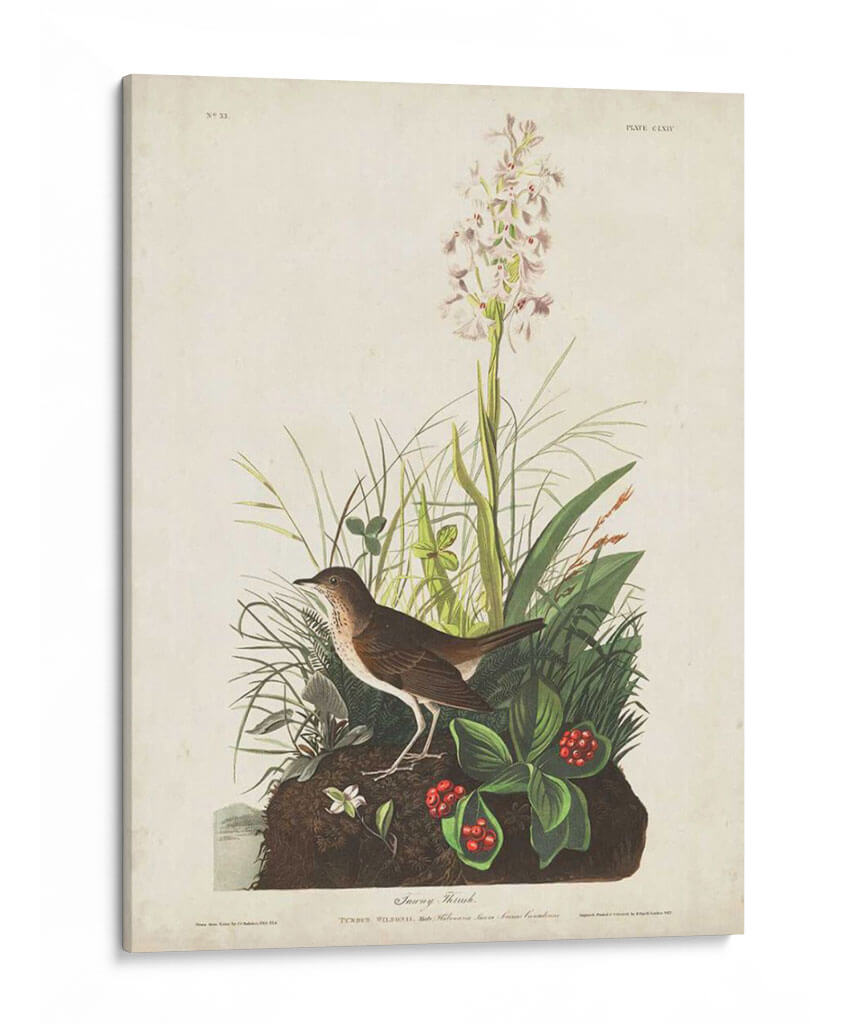 Pl 164 Tawny Thrush - John James Audubon | Cuadro decorativo de Canvas Lab