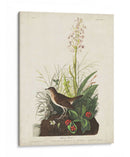 Pl 164 Tawny Thrush - John James Audubon | Cuadro decorativo de Canvas Lab