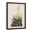 Pl 164 Tawny Thrush - John James Audubon | Cuadro decorativo de Canvas Lab