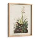 Pl 164 Tawny Thrush - John James Audubon | Cuadro decorativo de Canvas Lab