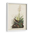 Pl 164 Tawny Thrush - John James Audubon | Cuadro decorativo de Canvas Lab