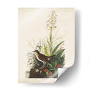 Pl 164 Tawny Thrush - John James Audubon | Cuadro decorativo de Canvas Lab