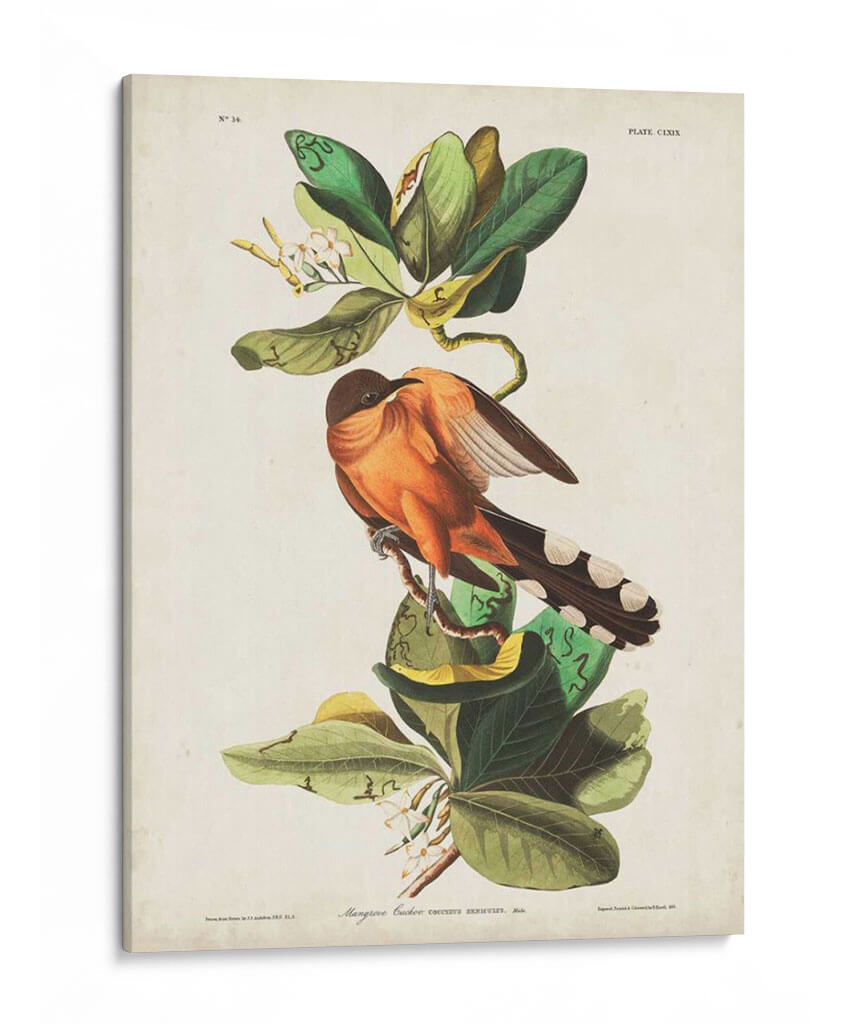 Pl 169 Mangle Cuckoo - John James Audubon | Cuadro decorativo de Canvas Lab