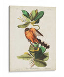 Pl 169 Mangle Cuckoo - John James Audubon | Cuadro decorativo de Canvas Lab