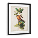 Pl 169 Mangle Cuckoo - John James Audubon | Cuadro decorativo de Canvas Lab