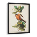 Pl 169 Mangle Cuckoo - John James Audubon | Cuadro decorativo de Canvas Lab