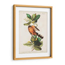 Pl 169 Mangle Cuckoo - John James Audubon | Cuadro decorativo de Canvas Lab