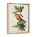 Pl 169 Mangle Cuckoo - John James Audubon | Cuadro decorativo de Canvas Lab