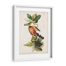 Pl 169 Mangle Cuckoo - John James Audubon | Cuadro decorativo de Canvas Lab