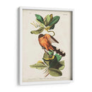 Pl 169 Mangle Cuckoo - John James Audubon | Cuadro decorativo de Canvas Lab