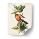 Pl 169 Mangle Cuckoo - John James Audubon | Cuadro decorativo de Canvas Lab