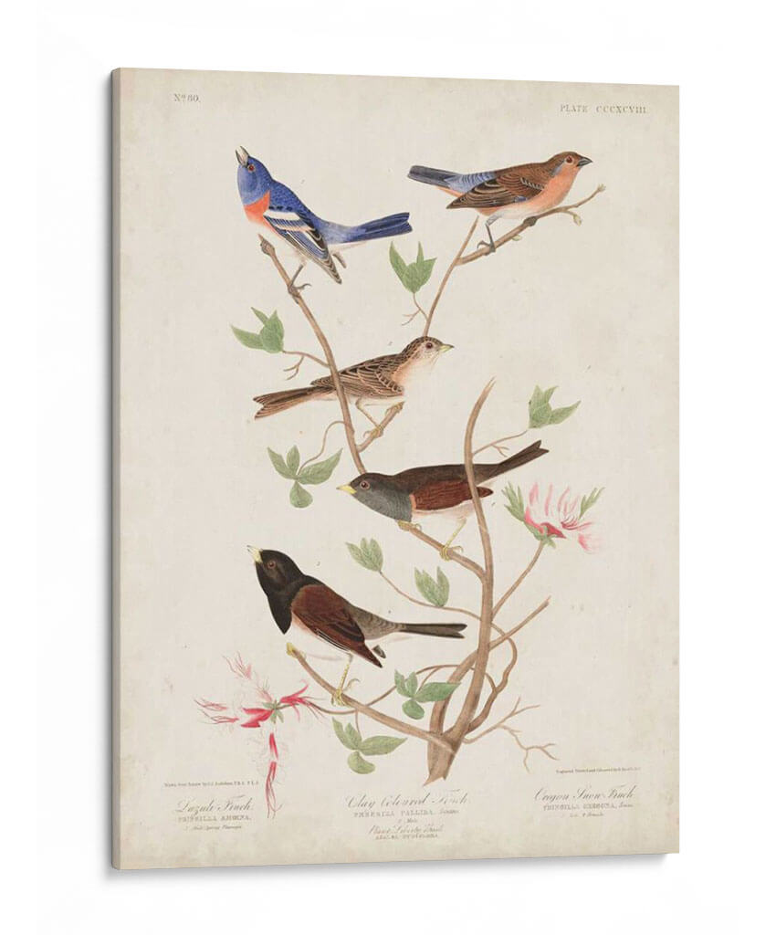 Pl 398 Lazuli Finch - John James Audubon | Cuadro decorativo de Canvas Lab