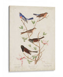 Pl 398 Lazuli Finch - John James Audubon | Cuadro decorativo de Canvas Lab