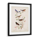 Pl 398 Lazuli Finch - John James Audubon | Cuadro decorativo de Canvas Lab