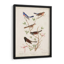 Pl 398 Lazuli Finch - John James Audubon | Cuadro decorativo de Canvas Lab