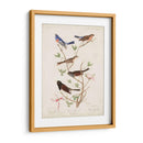 Pl 398 Lazuli Finch - John James Audubon | Cuadro decorativo de Canvas Lab