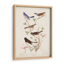 Pl 398 Lazuli Finch - John James Audubon | Cuadro decorativo de Canvas Lab