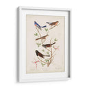 Pl 398 Lazuli Finch - John James Audubon | Cuadro decorativo de Canvas Lab