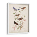 Pl 398 Lazuli Finch - John James Audubon | Cuadro decorativo de Canvas Lab