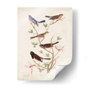 Pl 398 Lazuli Finch - John James Audubon | Cuadro decorativo de Canvas Lab