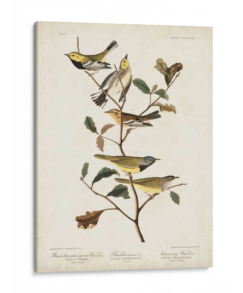 Pl 399 Curruca Verde De Garganta Negra - John James Audubon | Cuadro decorativo de Canvas Lab