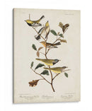 Pl 399 Curruca Verde De Garganta Negra - John James Audubon | Cuadro decorativo de Canvas Lab