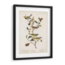 Pl 399 Curruca Verde De Garganta Negra - John James Audubon | Cuadro decorativo de Canvas Lab