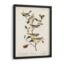 Pl 399 Curruca Verde De Garganta Negra - John James Audubon | Cuadro decorativo de Canvas Lab
