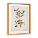 Pl 399 Curruca Verde De Garganta Negra - John James Audubon | Cuadro decorativo de Canvas Lab