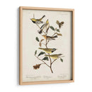 Pl 399 Curruca Verde De Garganta Negra - John James Audubon | Cuadro decorativo de Canvas Lab