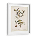 Pl 399 Curruca Verde De Garganta Negra - John James Audubon | Cuadro decorativo de Canvas Lab