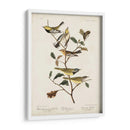 Pl 399 Curruca Verde De Garganta Negra - John James Audubon | Cuadro decorativo de Canvas Lab
