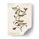 Pl 399 Curruca Verde De Garganta Negra - John James Audubon | Cuadro decorativo de Canvas Lab
