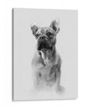 Retrato Pug I - Gerard Paul Deshayes | Cuadro decorativo de Canvas Lab